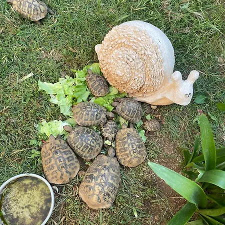 Deluxe Marghareta Dubrovnik