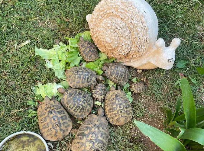 Deluxe Marghareta Dubrovnik